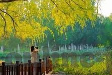 九七伦理片-九七伦理片，文化现象与道德反思